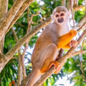 Da Bayahibe: Safari di mezza giornata a Monkeyland
