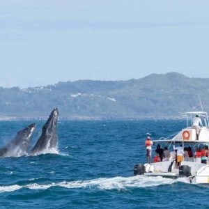 Samana: Bay of Samana Whale Watching Experience