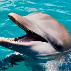 Puerto Plata: Pass giornaliero per il Parco Avventura Ocean World