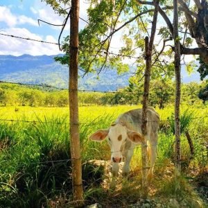 Trekking a Puerto Plata - Esperienza di natura e folklore