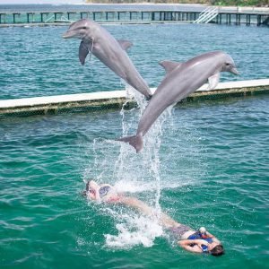 Punta Cana: Dolphin Experience in the Sea