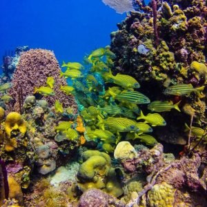 Punta Cana: Full-Day Snorkeling Tour to Catalina Island