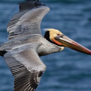 Samaná: Los Haitises National Park & Cayo Levantado Island