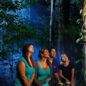 Los Haitises Night Hike In The Rainforest