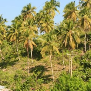 Las Terrenas: Tour privato in ATV sulla via del caffè a Samanà