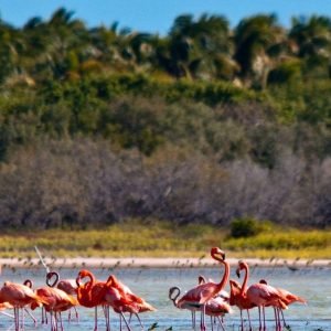 Parco nazionale di Jaragua: Esplorare la Laguna de Oviedo