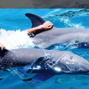 VIP-Schwimmen mit Delfinen im Ocean World Puerto Plata