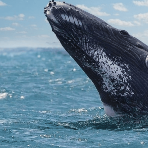 Von Punta Cana aus: Samana Cayo Levantado / Wale