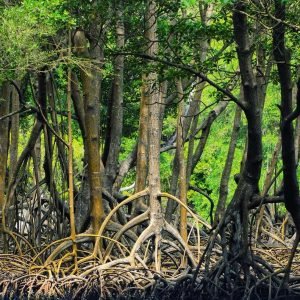 Miches: Los Haitises, Transfer, Pěší a lodní výlet.