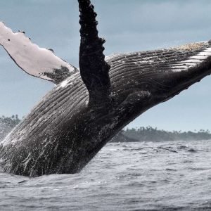Da Santo Domingo: Osservazione delle balene e Cayo Levantado