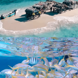 Cayo Arena: Isola Paradiso e Magroves Tour privato