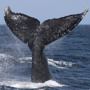 Half-Day Whale Watching Tour in Miches – Unforgettable Marine Adventure